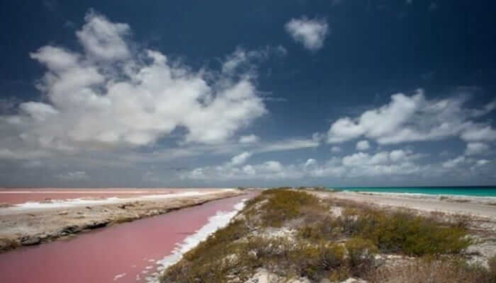شاطئ بونير الوردي-الجزيرة الهولندية منطقة البحر الكاريبي