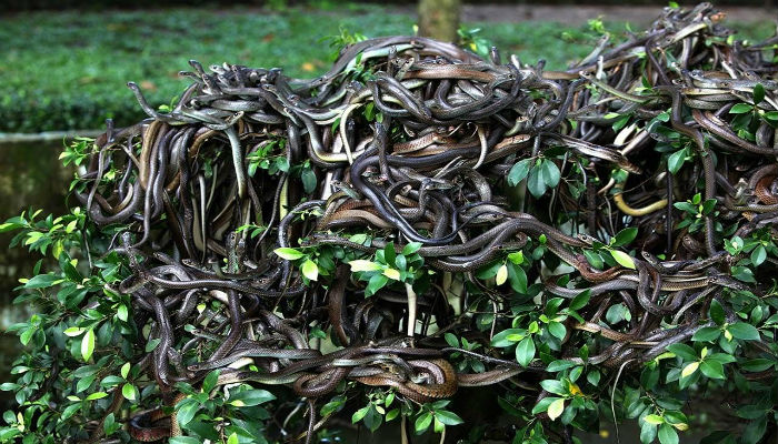 أنواع من الثعابين في جزيرة «إيلا كيمادا غراندي» في البرازيل