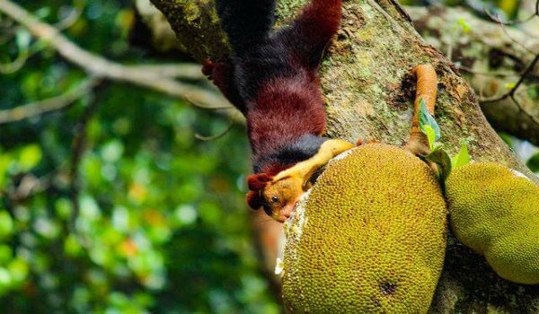 السنجاب الهندي العملاق يأكل من على الشجرة