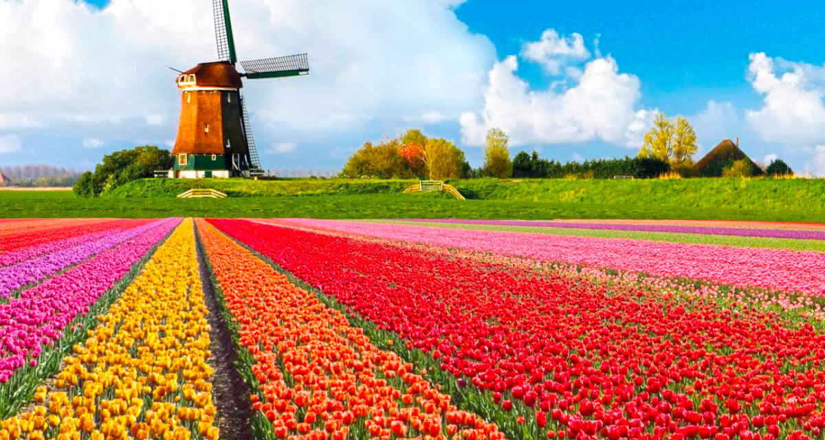 زهرة التوليب الشمالية تلّون الحقول الهولندية في فصل الربيع! جنوبية