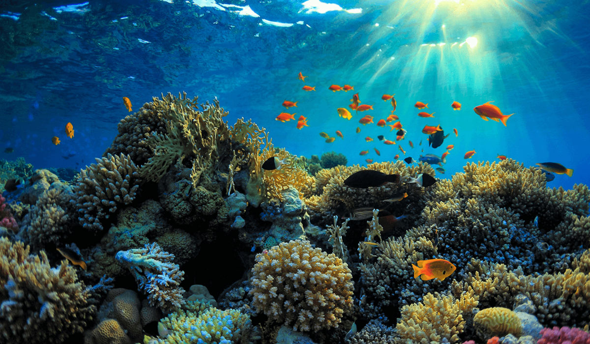 الحاجز المرجاني العظيم يمتد على طول اكثر من 1200 كيلومتر على طول الساحل الشرقي لأستراليا، وهو واحد من عجائب الدنيا السبع، لكن مع إرتفاع درجات الحرارة والتلوث ودمار الشعاب المرجانية فان ذلك سيؤدي الى دمارها.