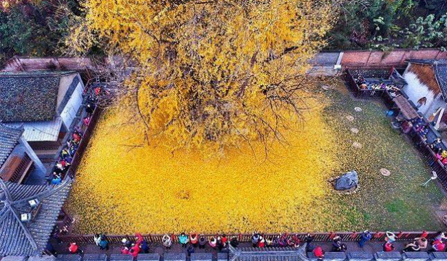 شجرة الجنكة في الصين.