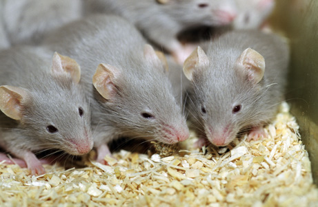الفئران تبكي التحرّش الجنسي