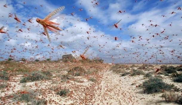 الجراد