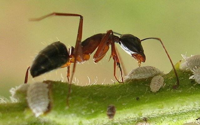 النمل السفاح