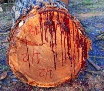 شجرة تنزف دماً في أفريقيا