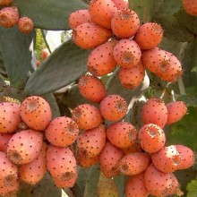 الصبار