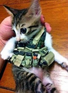 قطة داعش 