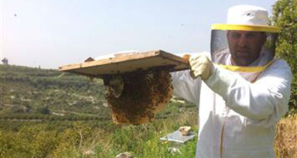 تحسّن إنتاج النحل مع وفرة الأمطار هذا العام (حسين سعد)