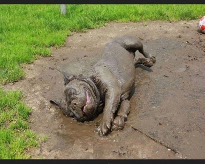كلب يتمرغ في الوحل وتعلو وجهه ابتسامة 