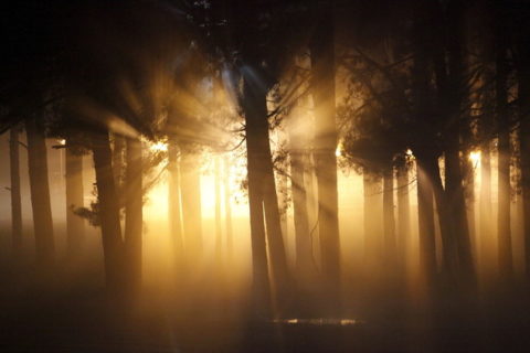 أشعة الشمس تخترق الضباب في إحدى الغابات