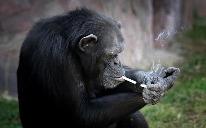 شمبانزي مدخنة