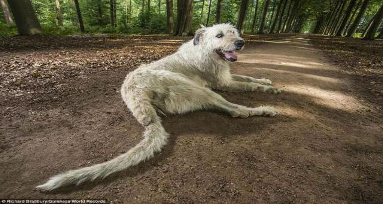 أطول ذيل كلب