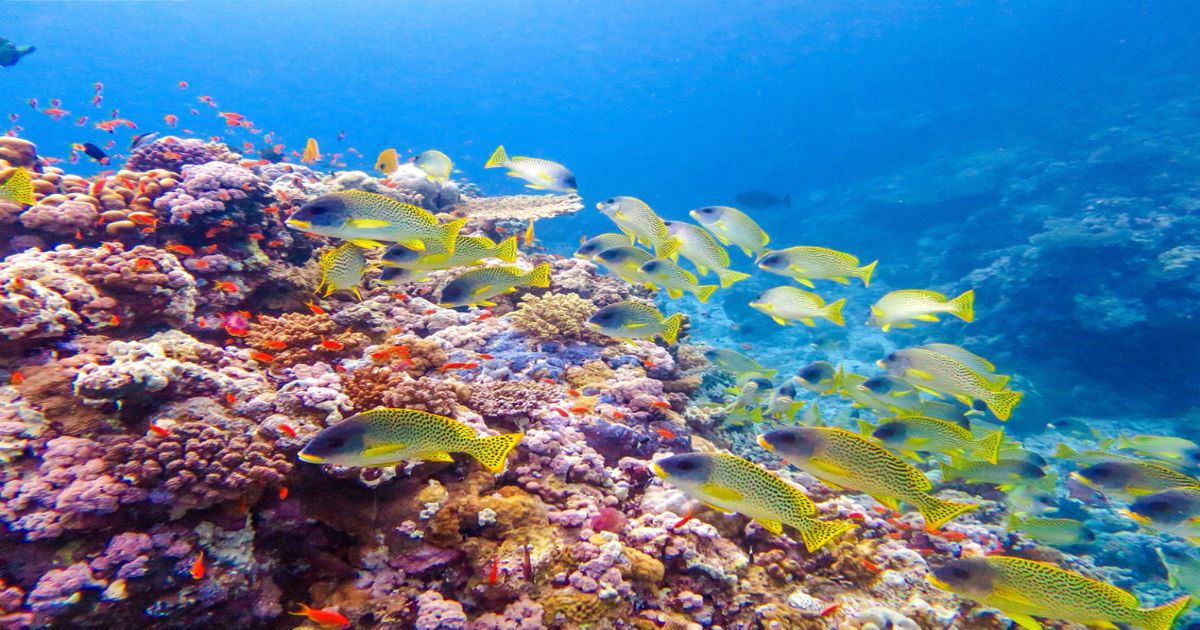 الشعاب المرجانية في البحر الأحمر
