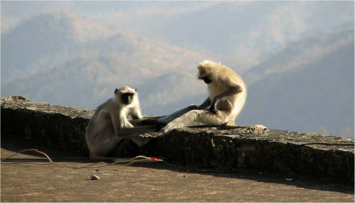 القرود في كومبالغار على سور الهند العظيم