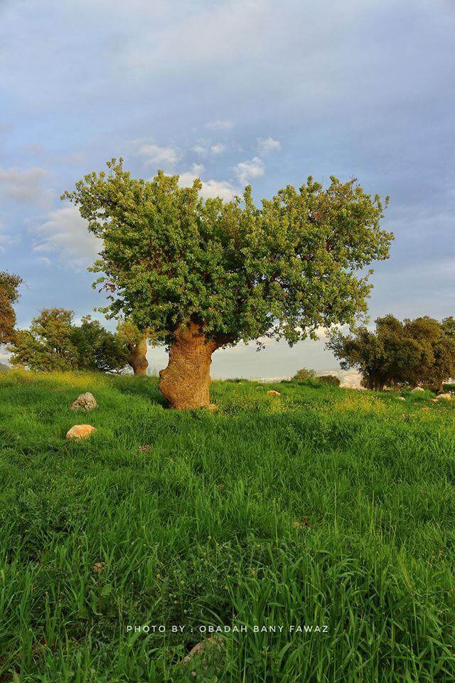 شجرة جميلة في عجلون-الأردن «بعدسة المصور عُبادى بني فواز»