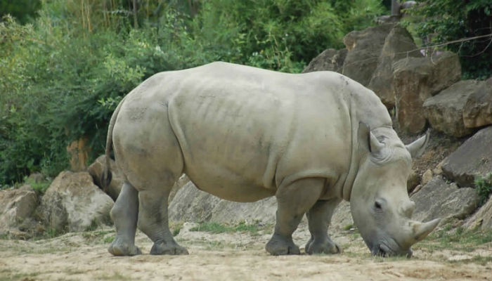 آخر ذكر وحيد القرن الأبيض الشمالي المنقرض