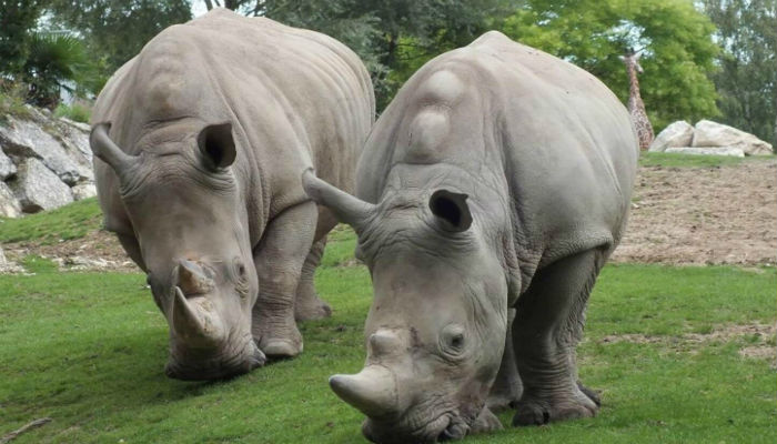 ذكر وحيد القرن الأبيض الشمالي المنقرض وإحدى الإناث من نفس فصيلته