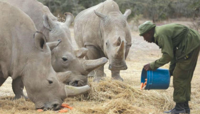 إطعام آخر ذكر وحيد القرن الأبيض الشمالي مع إثنين من الإناث من نفس فصيلته