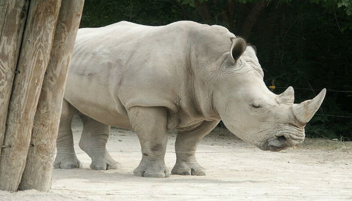 إنقراض ذكر وحيد القرن الأبيض الشمالي