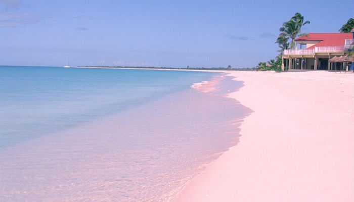 الشاطئ الوردي باربودا-منطقة البحر الكاريبي