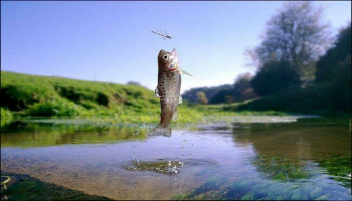 لحظة خروج السمكة من المياه لإلتهام الطعام