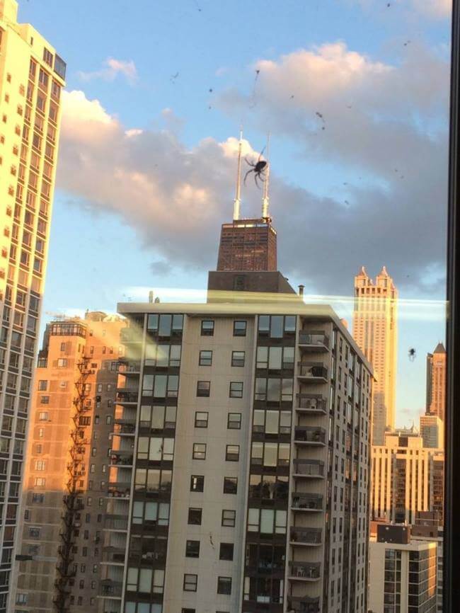 إلتقاط صورة للعنكبوت وكأنه كبير في أعلى المبنى