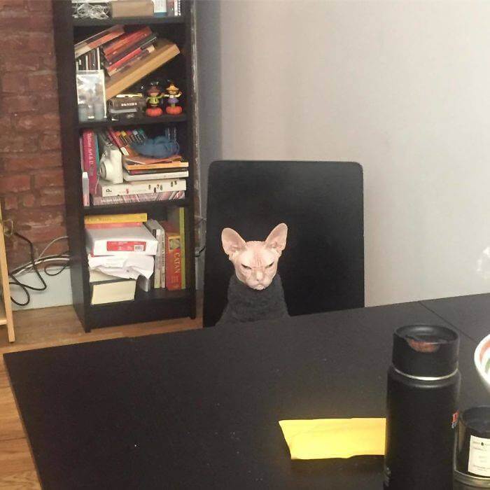 خرادن القط الغاضب جالساً على كرسي إحدى المكاتب 