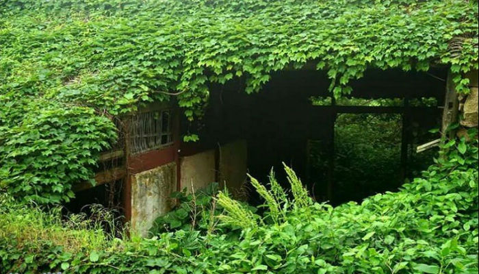 منزل في قرية هاوتون المهجورة في الصين تغطيه النباتات
