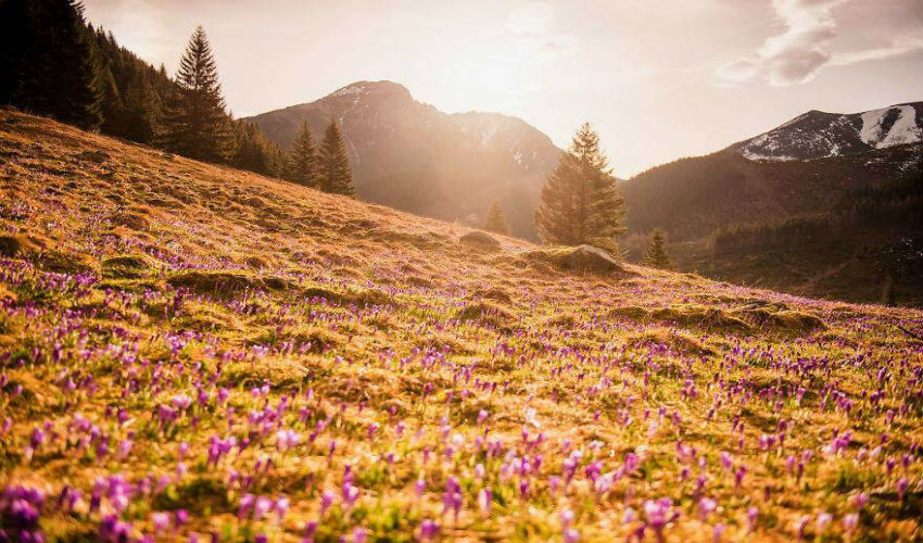 الجبال البولندية عند شروق الشمس وزهور الزعفران في فصل الربيع