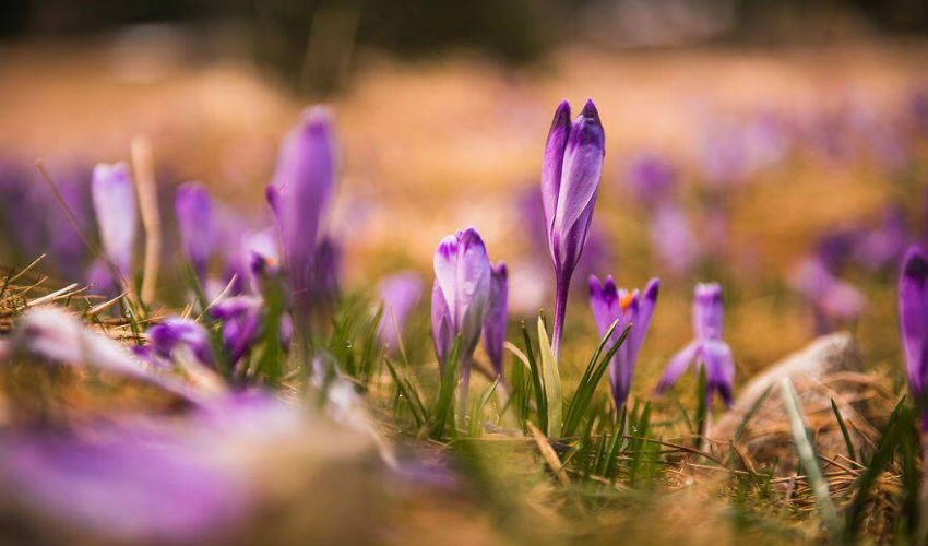 زهور الزعفران في فصل الربيع في بولندا