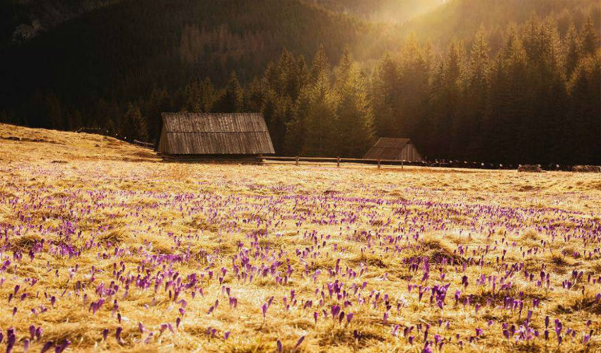 إنعكاس الشمس على الحقول البولندية بزهور الزعفران في فصل الربيع