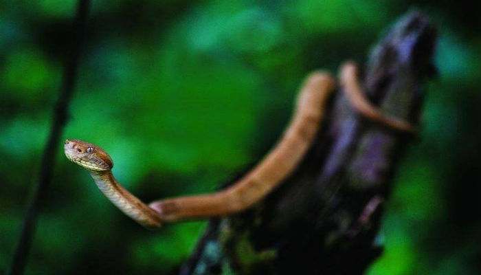الثعابين في جزيرة «إيلا كيمادا غراندي» في البرازيل