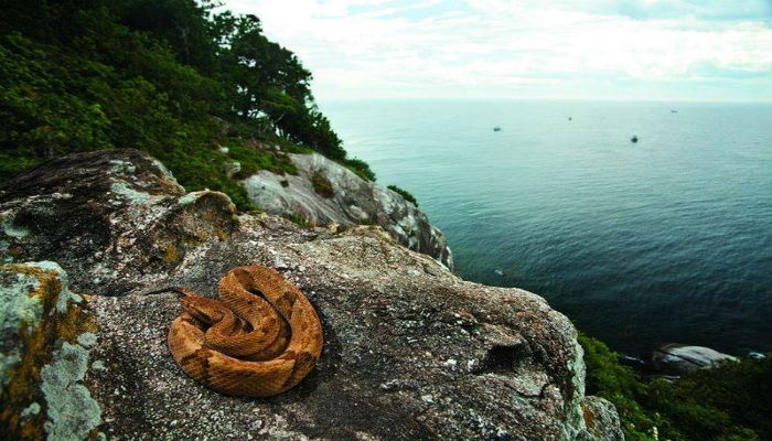 ثعبان على صخرة في جزيرة «إيلا كيمادا غراندي» في البرازيل
