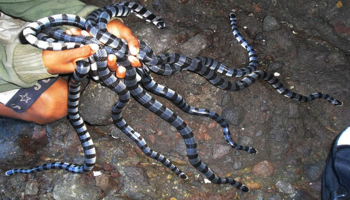 نوع من الثعابين في جزيرة «إيلا كيمادا غراندي» في البرازيل