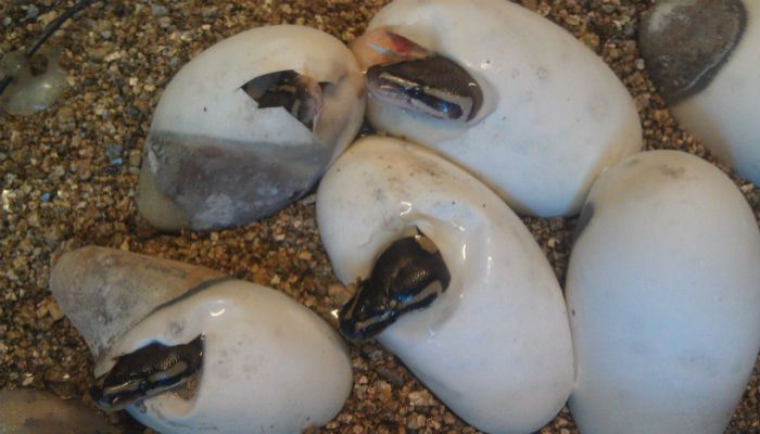 بيض الثعابين في جزيرة «إيلا كيمادا غراندي» في البرازيل