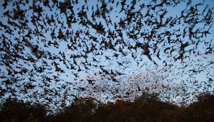 الخفافيش المكسيكية تحلّق في ولاية تكساس الأميركية
