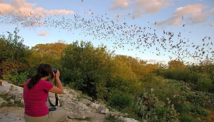 مصّورة تلتقط الصّور لخفافيش كهف «براكن بات» في تكساس