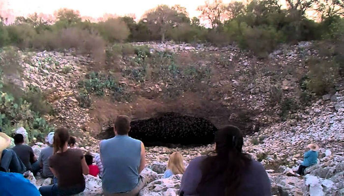 مجموعة من الناس يشاهدون الخفافيش في كهف «براكن بات» في تكساس