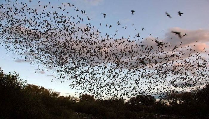 أكبر مستعمرة خفافيش مكسيكية تقع في كهف «براكن بات» في ولاية تكساس