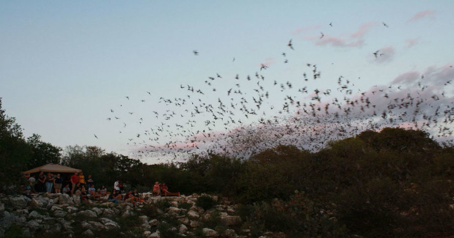 خفافيش كهف «براكن بات» في تكساس
