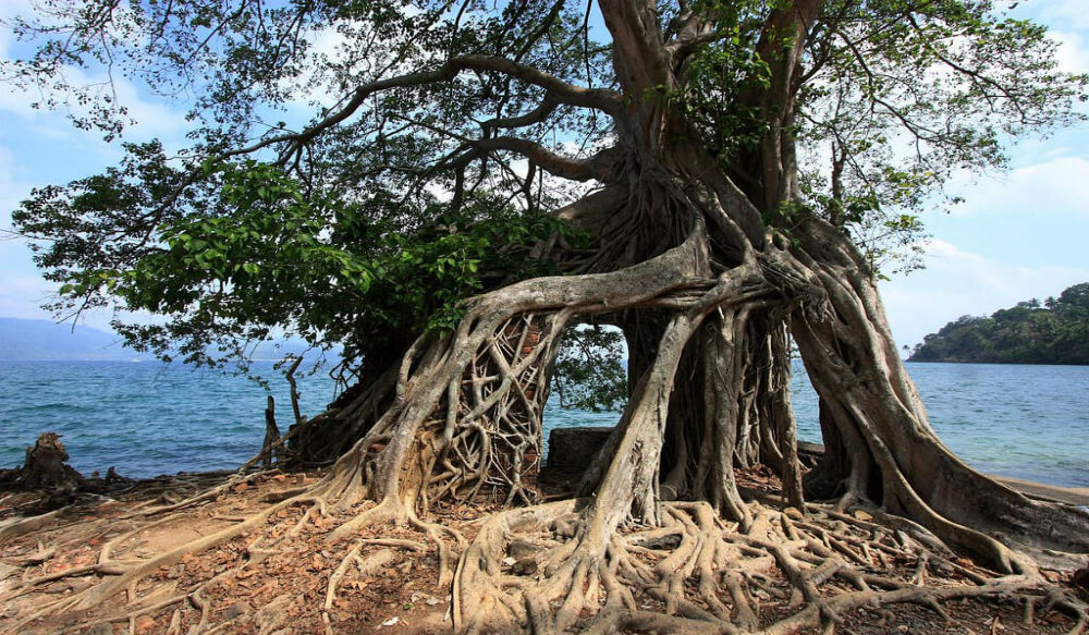 الأشجار الإستوائية تغطي بقايا السجن البريطاني على جزيرة روس في خليج البنغال