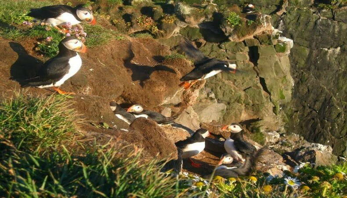 طيور البفن تعيش على منحدرات «لاترابجارج» في أيسلندا