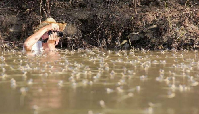 المصّور يلتقط الصور لذباب حورية الماء في نهر تيسا في المجر-هنغاريا