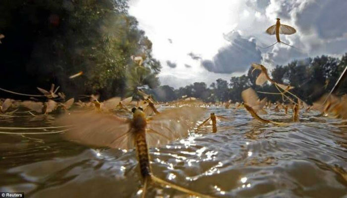 ذباب حورية الماء في نهر تيسا في المجر-هنغاريا