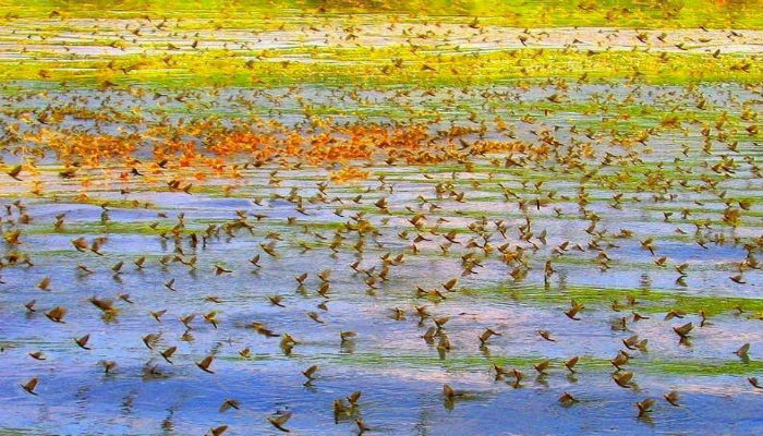 ذبابة مايو أو ذباب حورية الماء تغزو نهر تيسا في المجر-هنغاريا