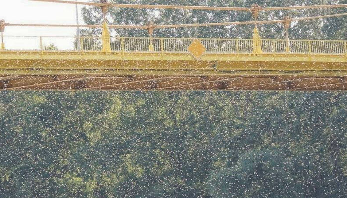 ذبابة مايو تغطي الجسر في منطقة نهر تيسا في المجر-هنغاريا