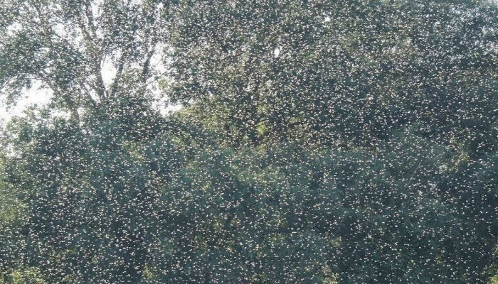 ذباب حورية الماء يغطي الأشجار في المجر-هنغاريا