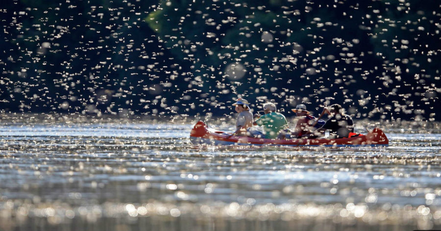 ذباب حورية الماء في نهر تيسا في المجر-هنغاريا