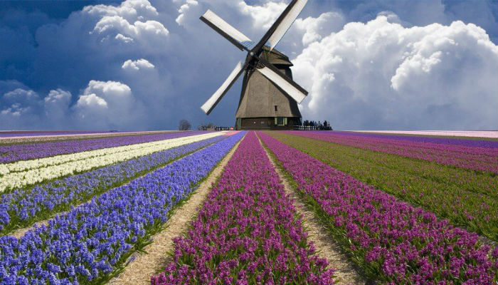 حقول التوليب الهولندية في فصل الربيع